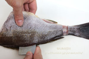 イサキ／鶏魚／伊佐木：さばき方　三枚におろす