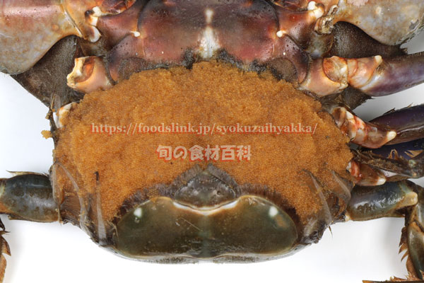 イシガニ - Charybdis japonica -