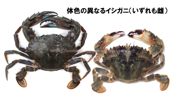 イシガニ - Charybdis japonica -