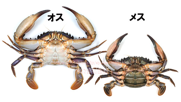 イシガニ - Charybdis japonica -