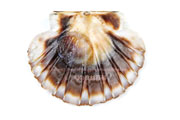 イタヤガイの貝殻- Pecten albicans -イタヤ貝