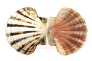 イタヤガイの貝殻- Pecten albicans -イタヤ貝