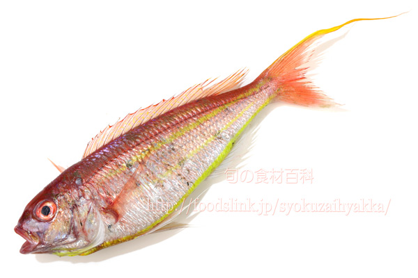 ソコイトヨリ/底糸縒/そこいとより Nemipterus bathybius ソコイトヨリ/底糸縒/そこいとより Nemipterus bathybius