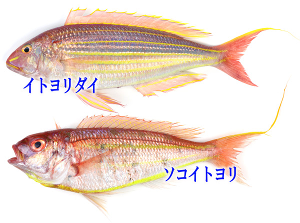 ソコイトヨリ／底糸縒／そこいとより　Nemipterus bathybius