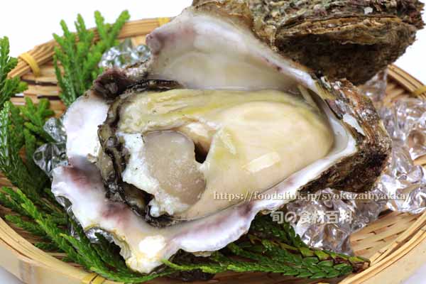 イワガキ/岩牡蠣/いわがき 夏輝 イワガキ/岩牡蠣/いわがき 夏輝
