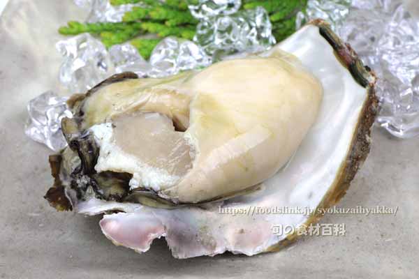 イワガキ/岩牡蠣/いわがき 夏輝 イワガキ/岩牡蠣/いわがき 夏輝