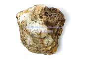 イワガキ（岩牡蠣）- Crassostrea nippona -