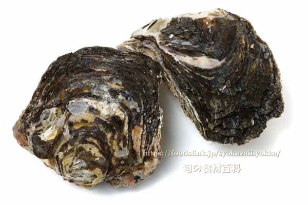 イワガキ(岩牡蠣)- Crassostrea nippona - イワガキ(岩牡蠣)- Crassostrea nippona -