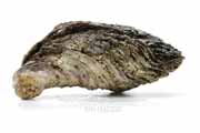 イワガキ（岩牡蠣）- Crassostrea nippona -