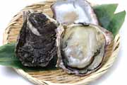 殻を開けたイワガキ（岩牡蠣）- Crassostrea nippona -