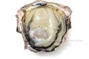 殻を開けたイワガキ（岩牡蠣）- Crassostrea nippona -