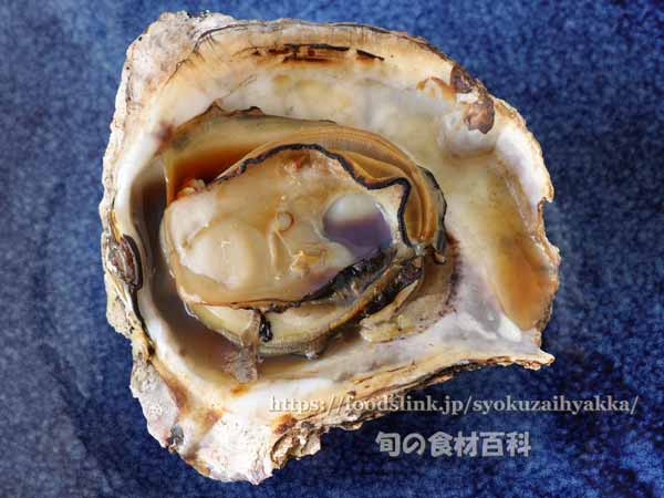 イワガキ(岩牡蠣)焼き牡蠣 イワガキ(岩牡蠣)焼き牡蠣