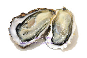 殻を剥いた生牡蠣　生マガキ　かき　真牡蠣　カキ　殻付き
