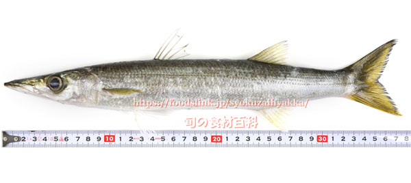 アカカマス アカカマス/赤かます/本カマス