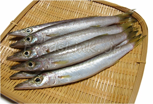 カマス/アカカマス/本かます