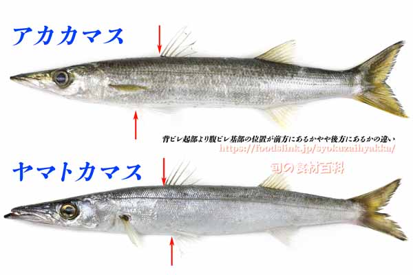 アカカマスとヤマトカマスの見分け方