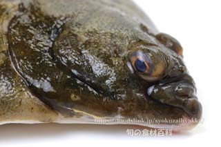 マコガレイの頭部 マコガレイの頭部