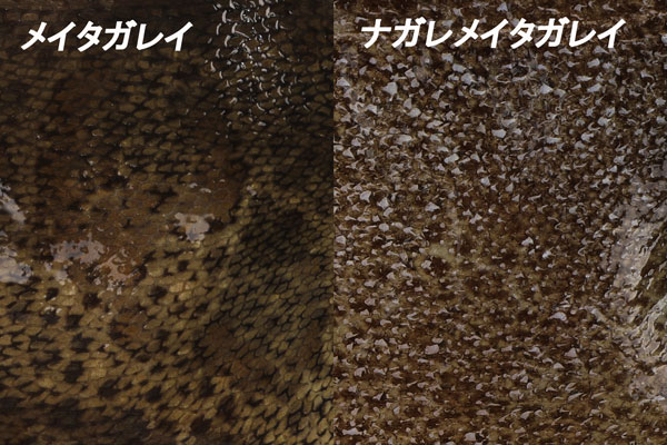 メイタガレイのウロコや斑紋と、ナガレメイタガレイのウロコや斑紋の比較