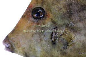 カワハギの澄んだ目の写真/皮剥/かわはぎ