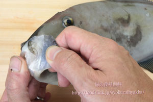 ウマヅラハギ/馬面剥/うまづらはぎ:さばき方 三枚におろす
