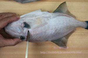 ウマヅラハギ/馬面剥/うまづらはぎ:さばき方 三枚におろす