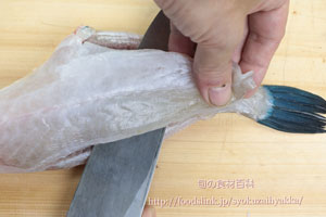 ウマヅラハギ/馬面剥/うまづらはぎ:さばき方 三枚におろす