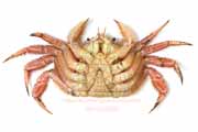 ケガニ,毛蟹,けがに,Erimacrus isenbeckii,Horsehair crab