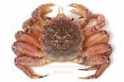 ケガニ,毛蟹,けがに,Erimacrus isenbeckii,Horsehair crab