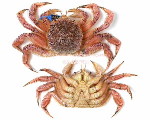 ケガニ,毛蟹,けがに,Erimacrus isenbeckii,Horsehair crab