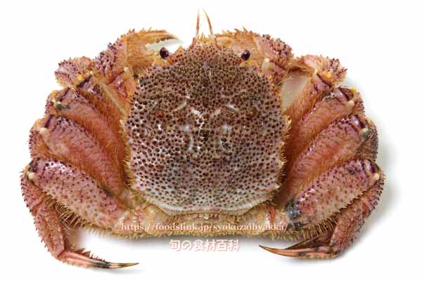 ケガニ,毛蟹,けがに,Erimacrus isenbeckii,Horsehair crab