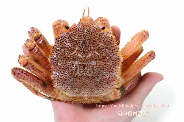 ケガニ,毛蟹,けがに,Erimacrus isenbeckii,Horsehair crab