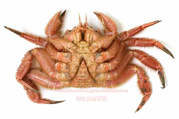 ケガニ,毛蟹,けがに,Erimacrus isenbeckii,Horsehair crab