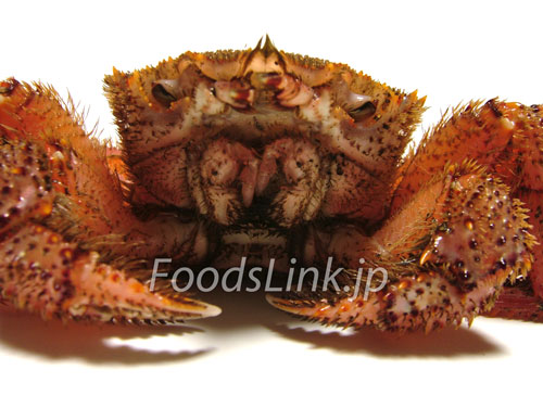 ケガニ,毛蟹,けがに,Erimacrus isenbeckii,Horsehair crab