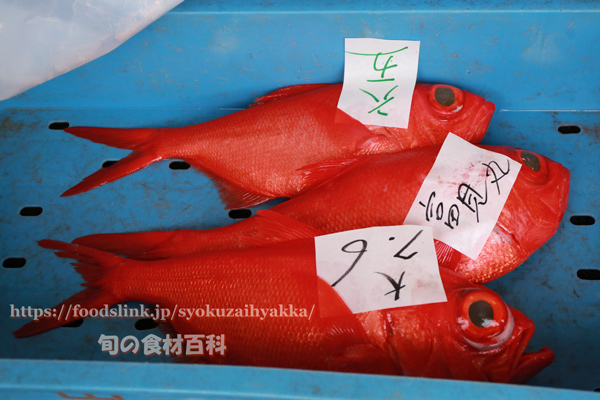 下田市魚市場に並ぶ大きな金目鯛