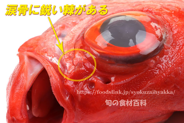 ナンヨウキンメには涙骨に鋭い棘がある