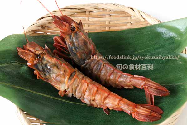 ダイオウキジンエビ Sclerocrangon rex ダイオウキジンエビ Sclerocrangon rex