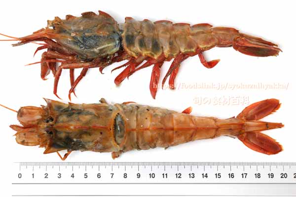 ダイオウキジンエビ Sclerocrangon rex ダイオウキジンエビ Sclerocrangon rex