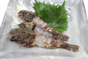 キタザコエビ／北雑魚蝦