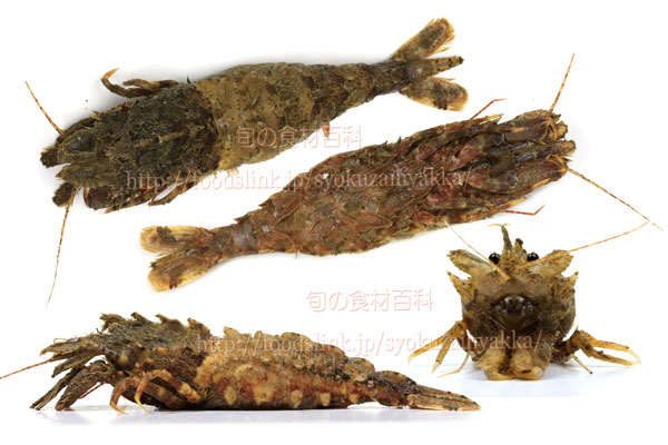 キタザコエビ／北雑魚蝦