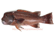 コブダイ - Semicossyphus reticulatus -