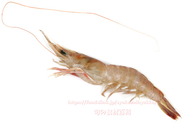 サルエビ - Trachypenaeus curvirostris - サルエビ - Trachypenaeus curvirostris -