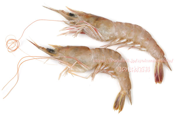 サルエビ - Trachypenaeus curvirostris - サルエビ - Trachypenaeus curvirostris -