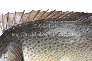 コロダイの黄色い斑点／胡廬鯛