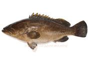 クエ／九絵 - Epinephelus bruneus -