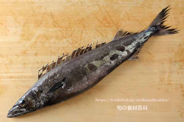クロシビカマス / スミヤキ クロシビカマス,スミヤキ,エンザラ,ナワキリ,Roudi escolar