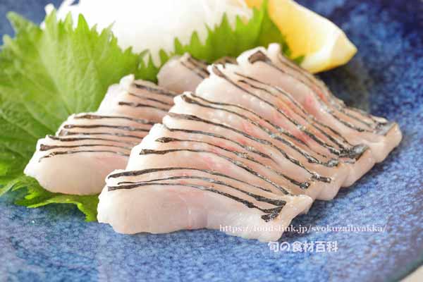 クロシビカマス / スミヤキの刺身 炙り クロシビカマス,スミヤキ,エンザラ,ナワキリ,刺身,お造り,炙り
