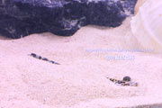 砂に潜っているクルマエビ