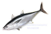 コシナガマグロ - Thunnus tonggol