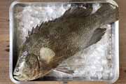 マツダイ,松鯛,Lobotes surinamensis,Tripletail