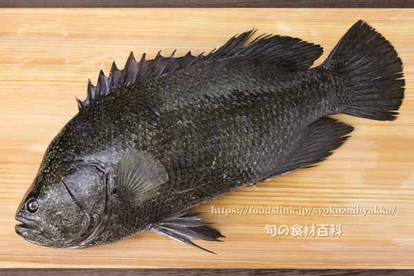 マツダイ,松鯛,Lobotes surinamensis,Tripletail